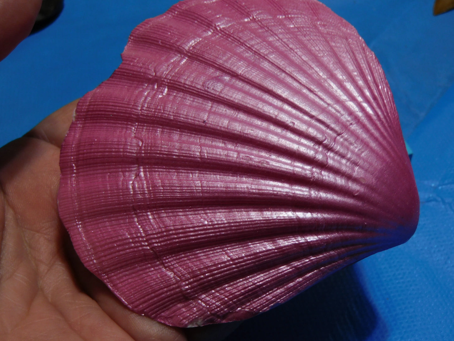 Heart Shaped Scallop Shells