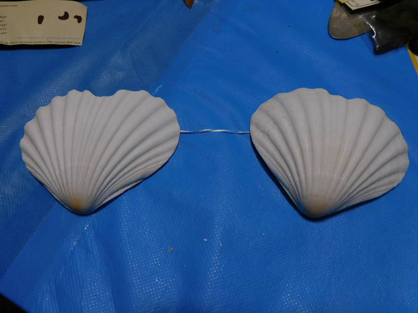 Heart Shaped Scallop Shells