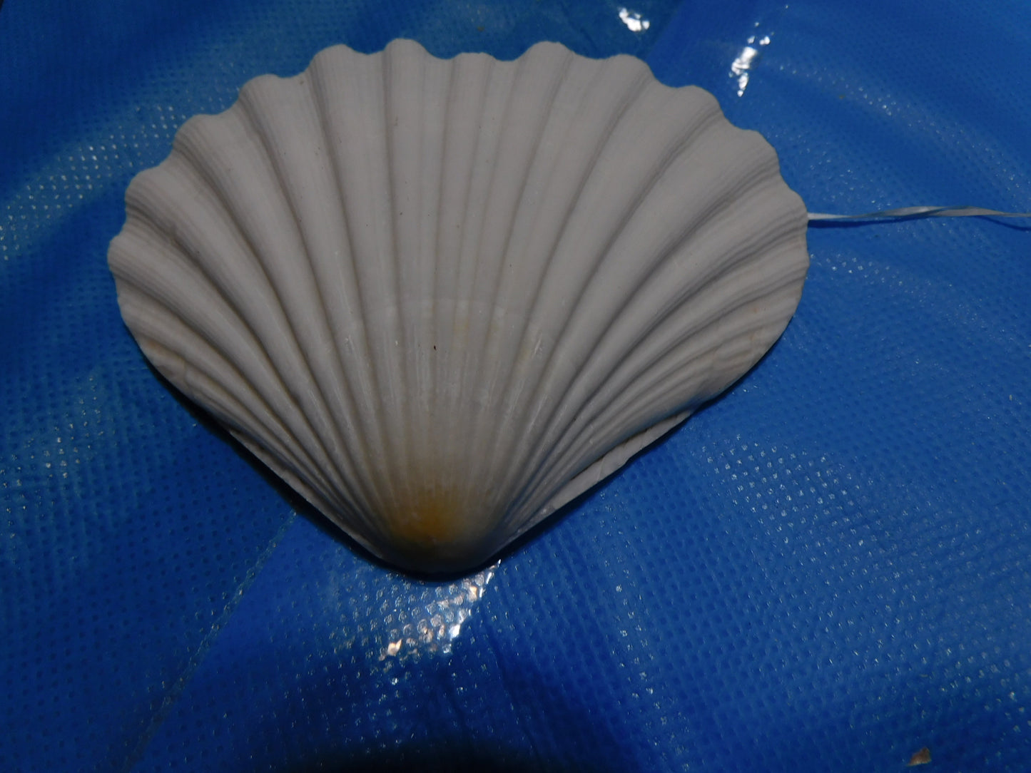 Heart Shaped Scallop Shells