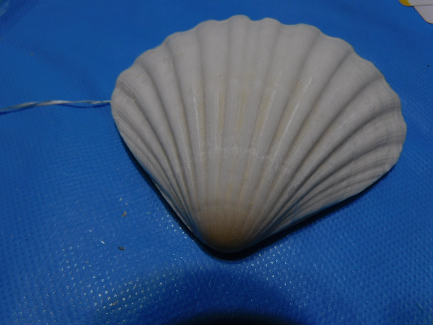 Heart Shaped Scallop Shells