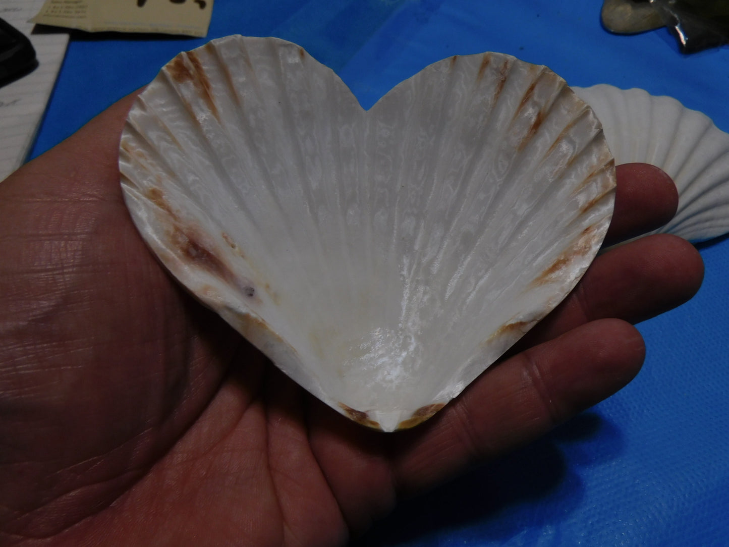 Heart Shaped Scallop Shells