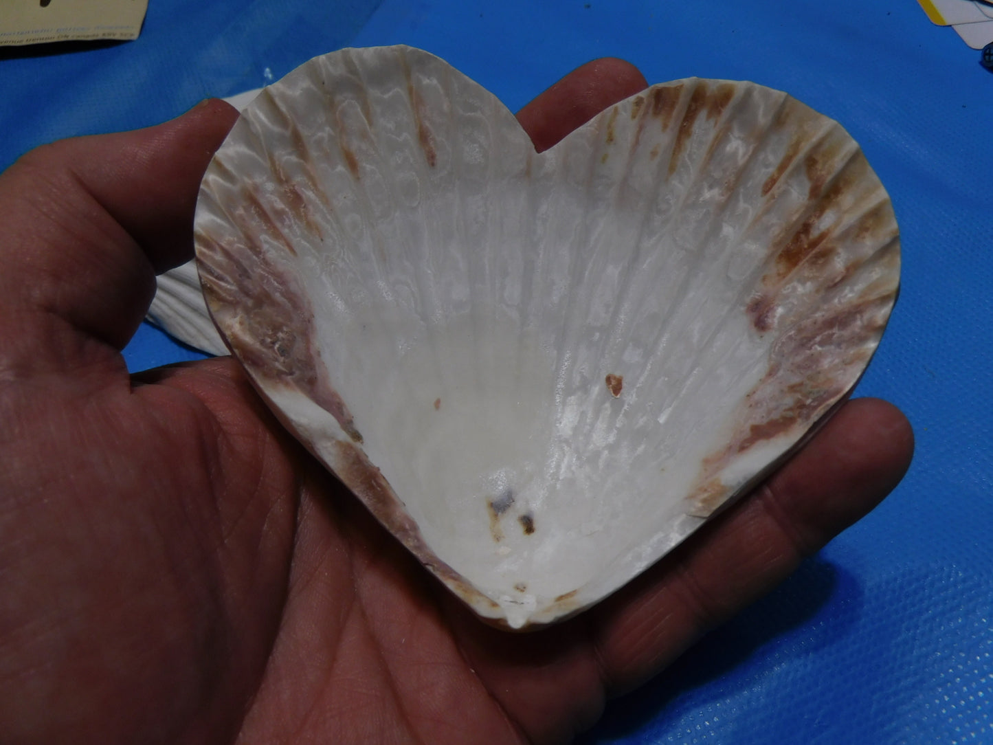 Heart Shaped Scallop Shells
