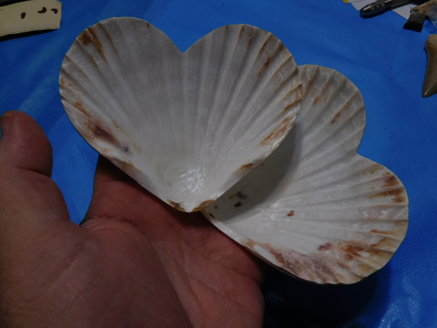 Heart Shaped Scallop Shells