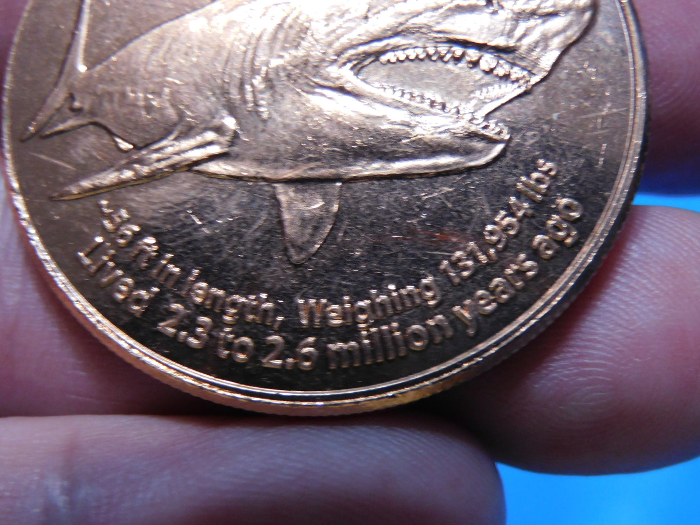 Megalodon Copper Coin