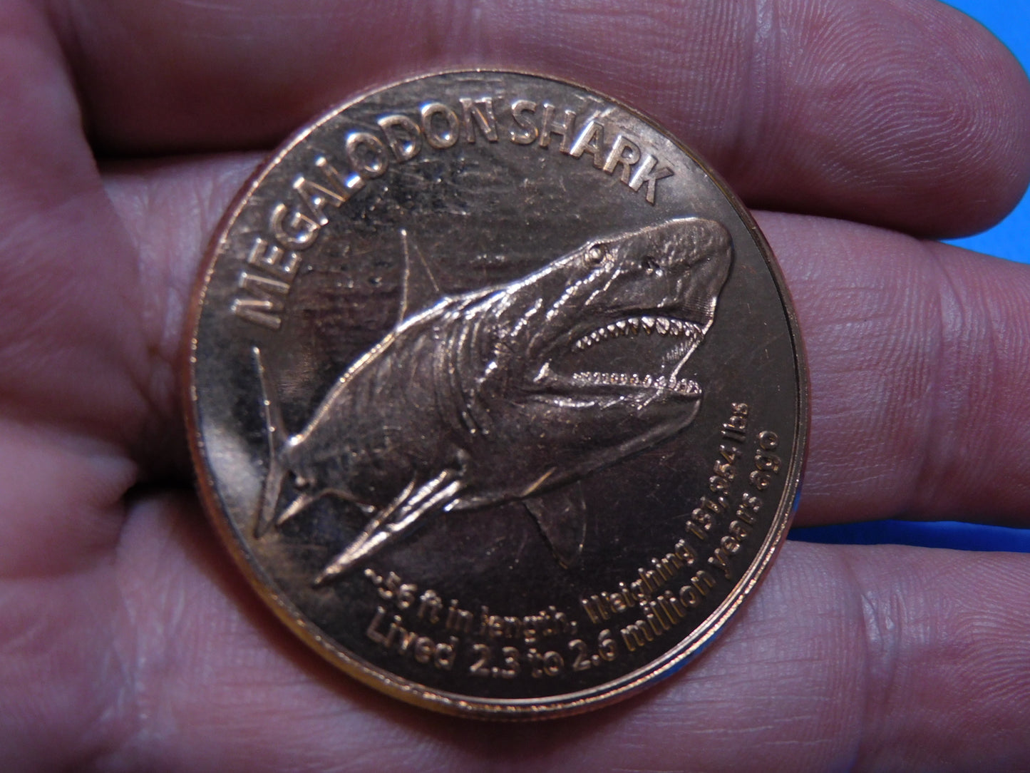 Megalodon Copper Coin