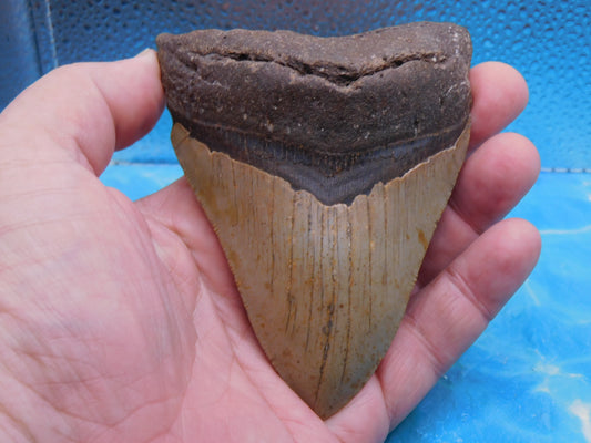 Thick 4.7 inch Megalodon Tooth