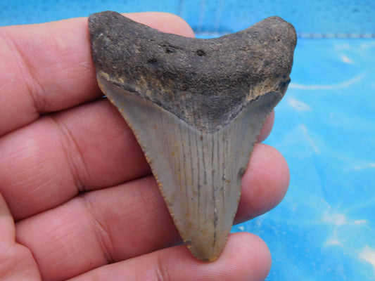 2.57 inch Megalodon Tooth