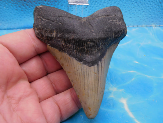 4.23 inch Megalodon Tooth, Big Root