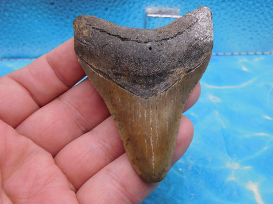 3.23 inch Megalodon Tooth