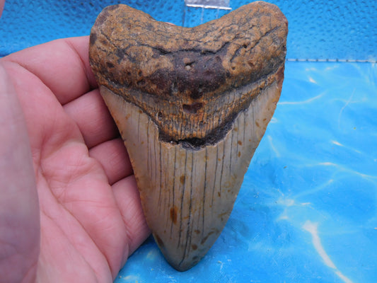 4.33 inch Brown Megalodon Tooth , Pretty Colors