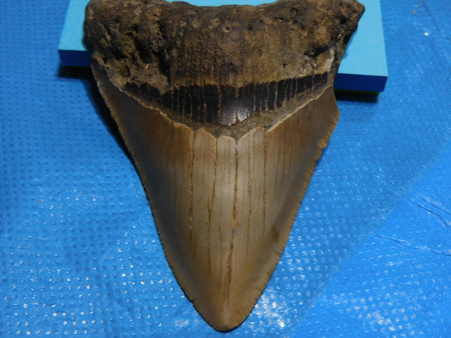 3.2 inch Megalodon Tooth