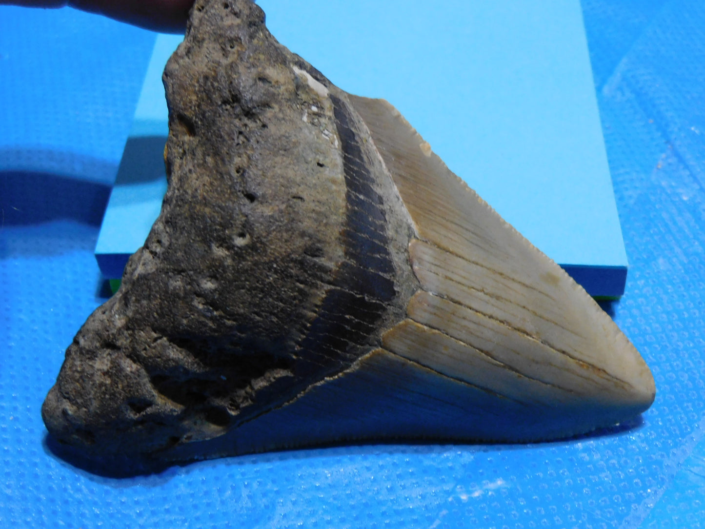 3.2 inch Megalodon Tooth