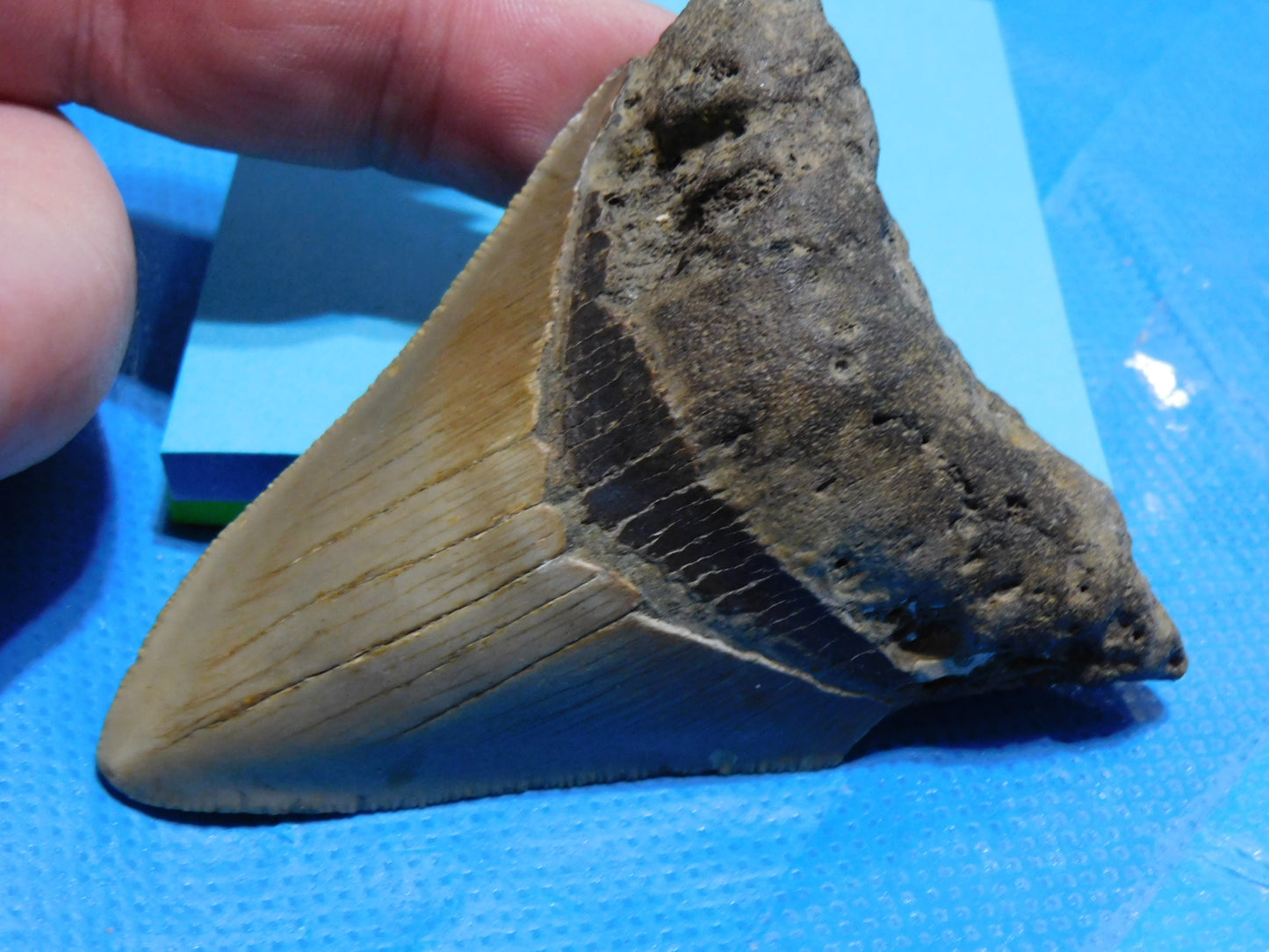 3.2 inch Megalodon Tooth