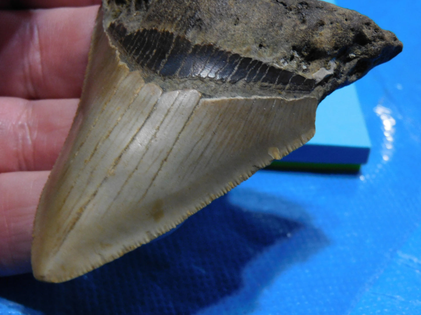 3.2 inch Megalodon Tooth