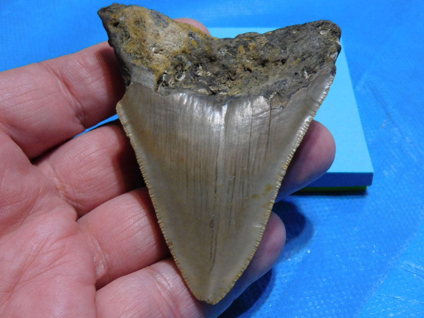 3.2 inch Megalodon Tooth