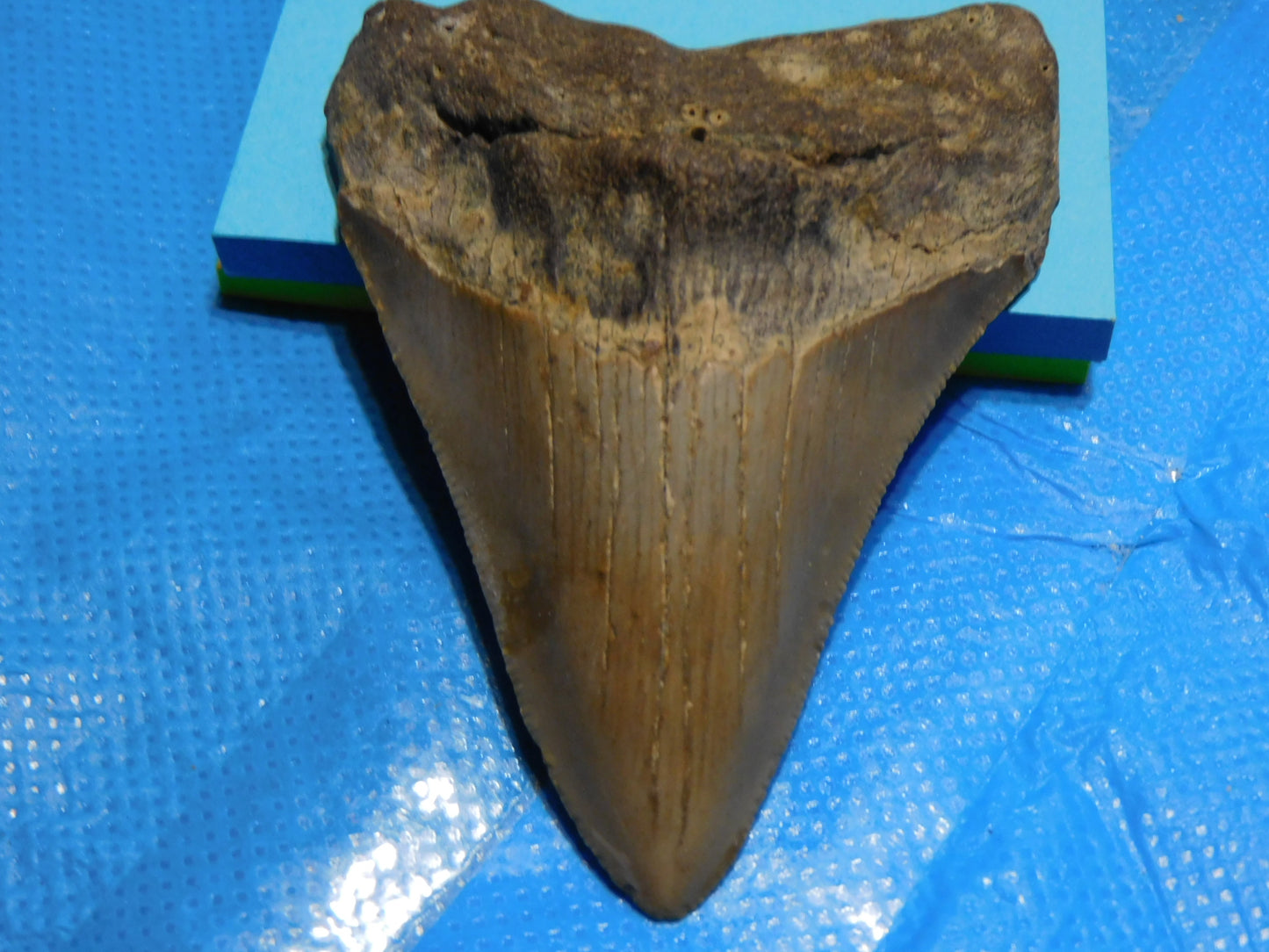 3.3 inch Megalodon Tooth