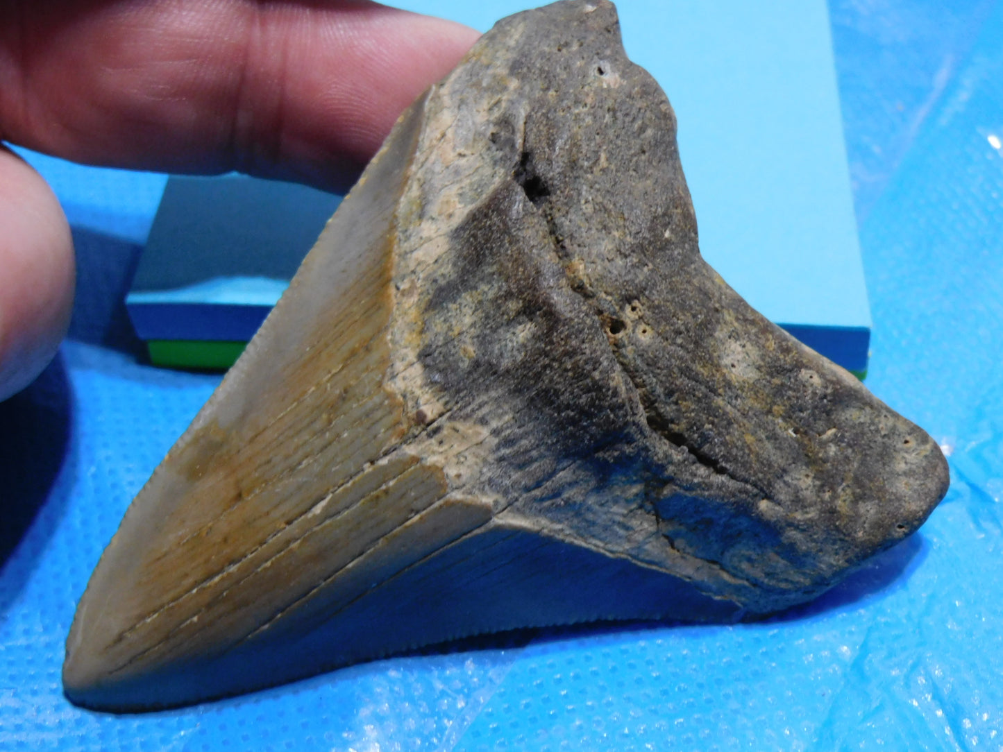 3.3 inch Megalodon Tooth