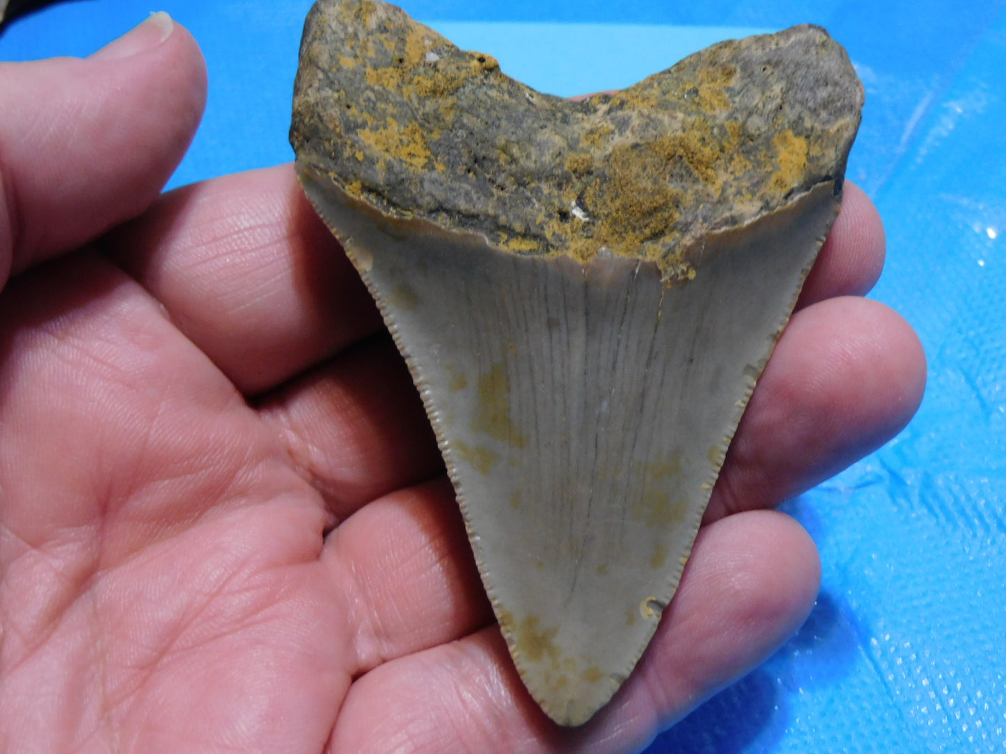 3.3 inch Megalodon Tooth