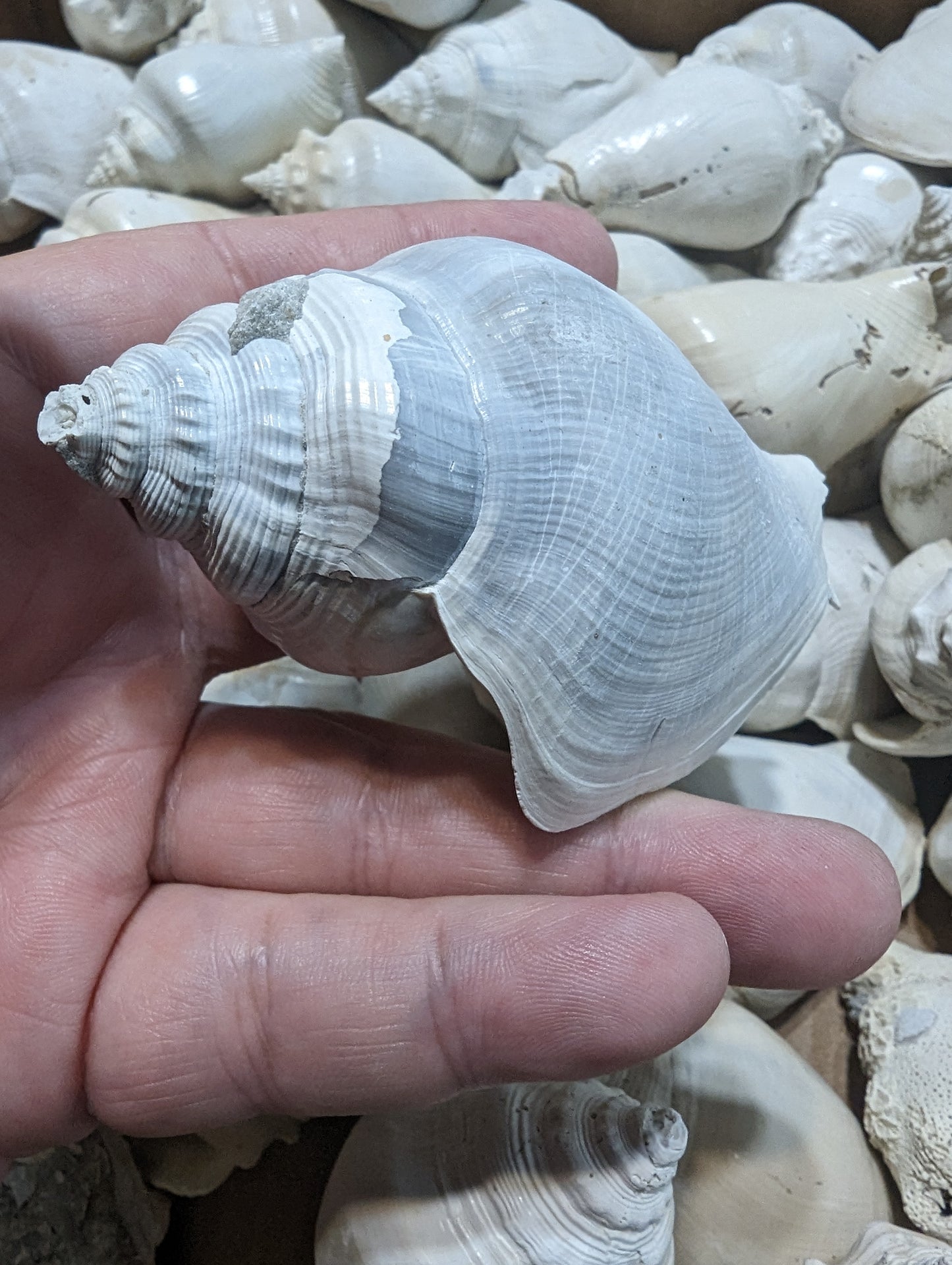 Fossilized Conch Shell 3-4 inch