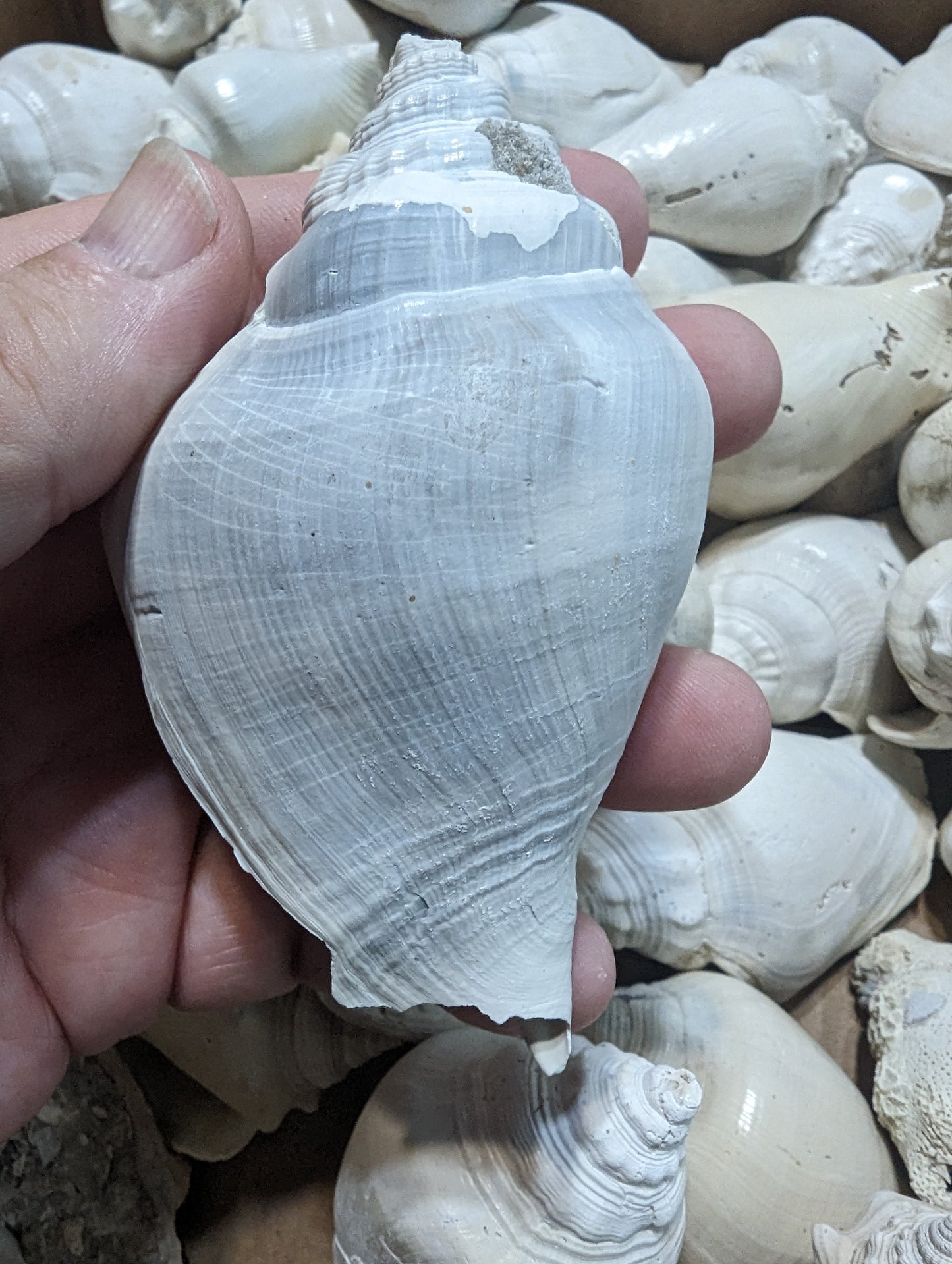 Fossilized Conch Shell 3-4 inch