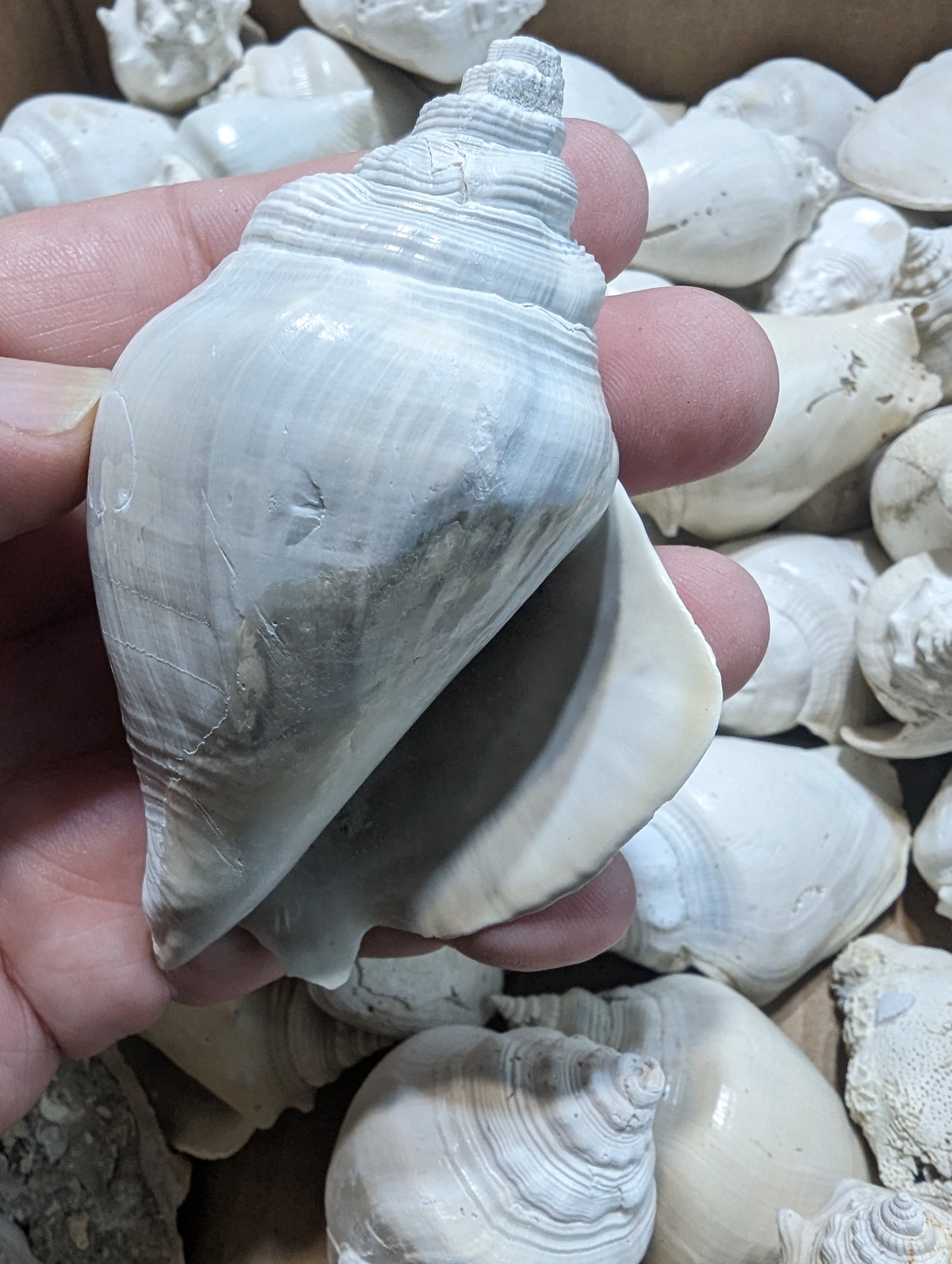 Fossilized Conch Shell 3-4 inch