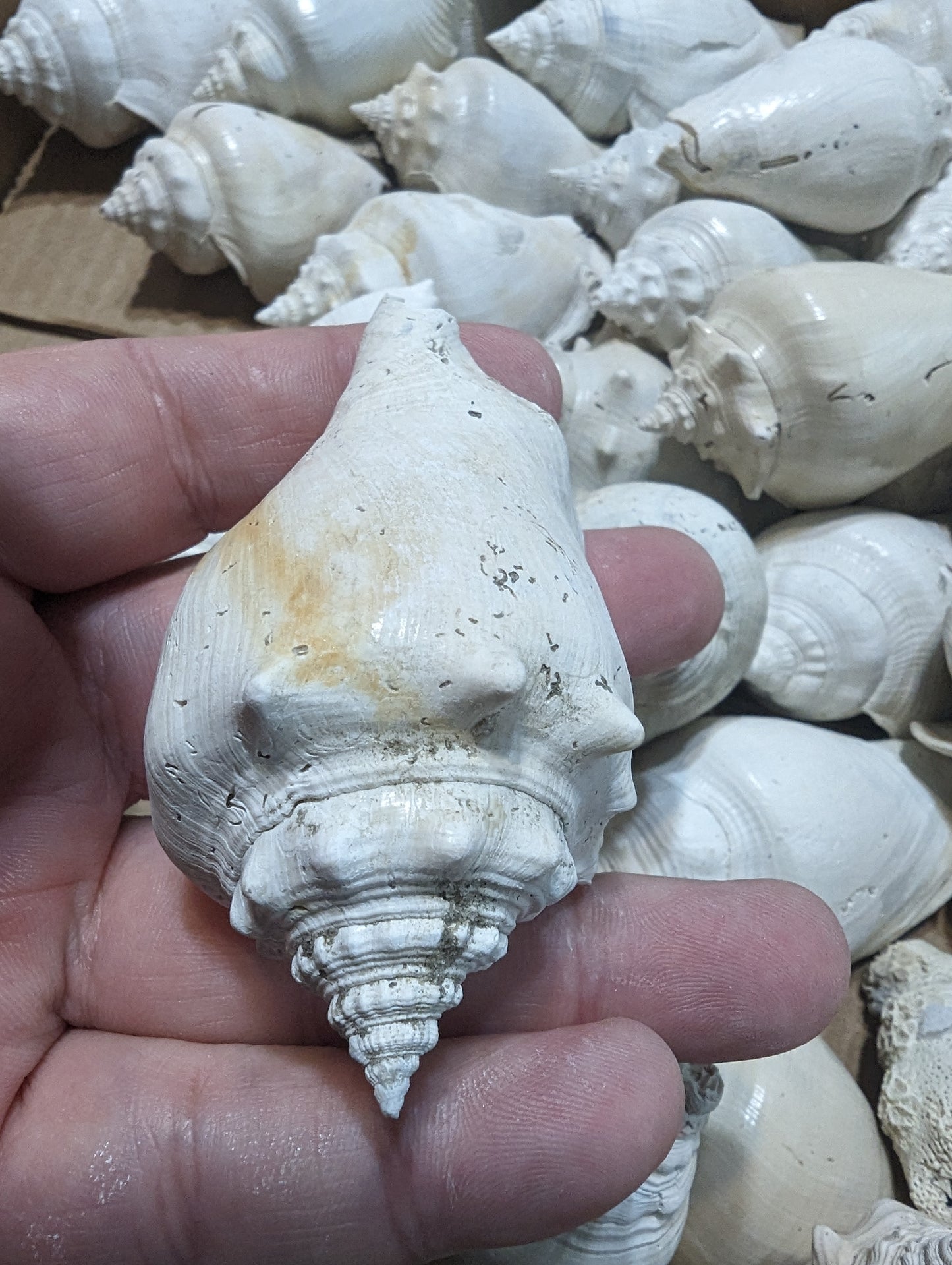 Fossilized Conch Shell 3-4 inch