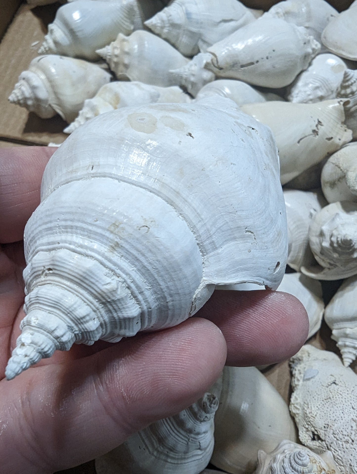 Fossilized Conch Shell 3-4 inch