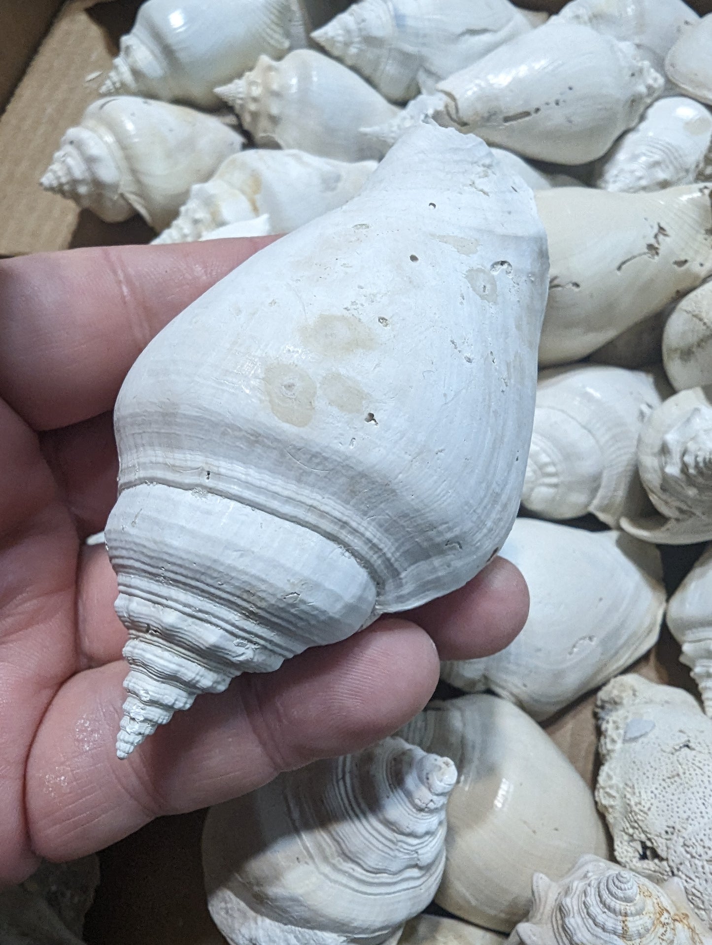 Fossilized Conch Shell 3-4 inch