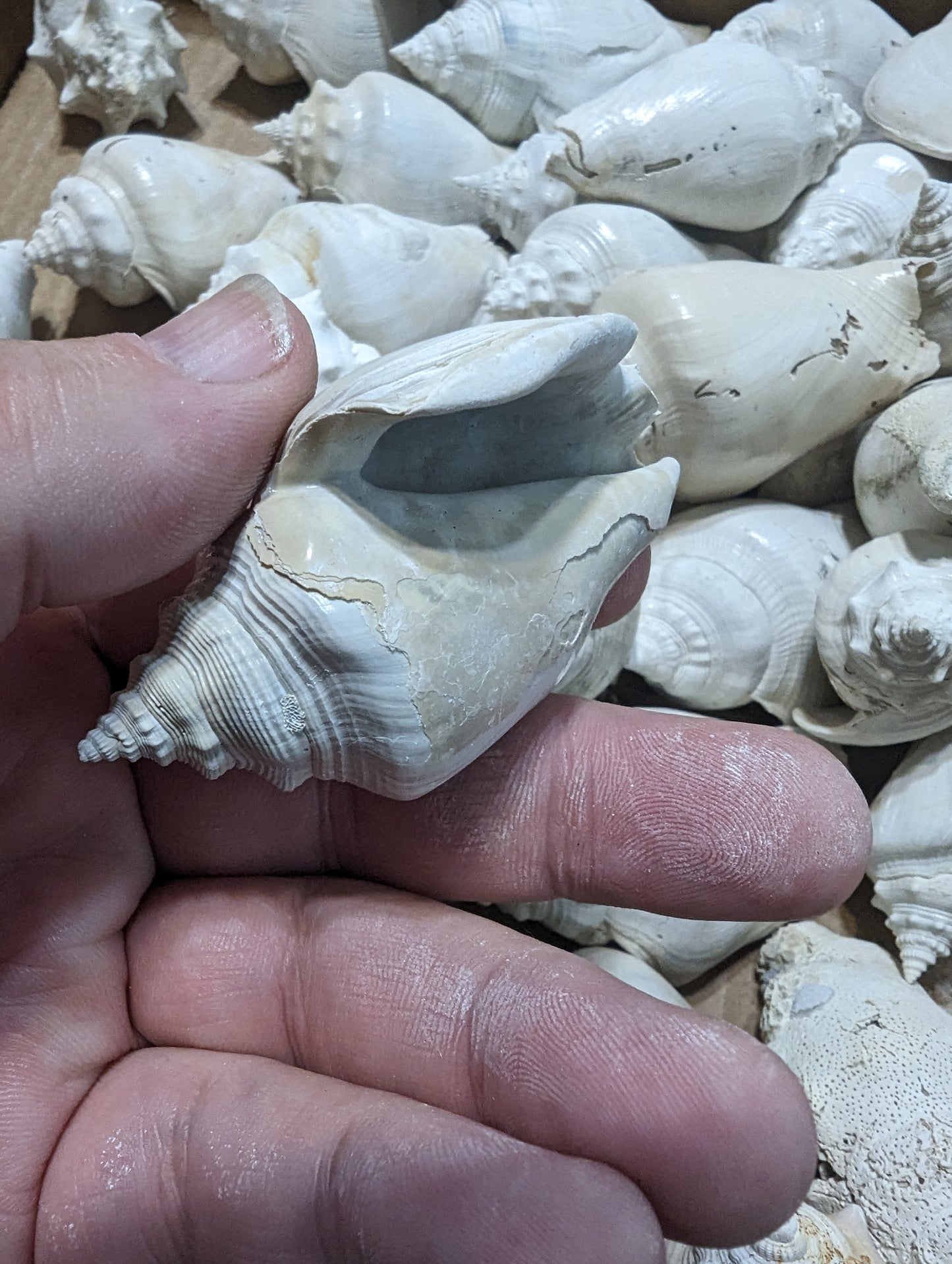 Fossilized Conch Shell 3-4 inch