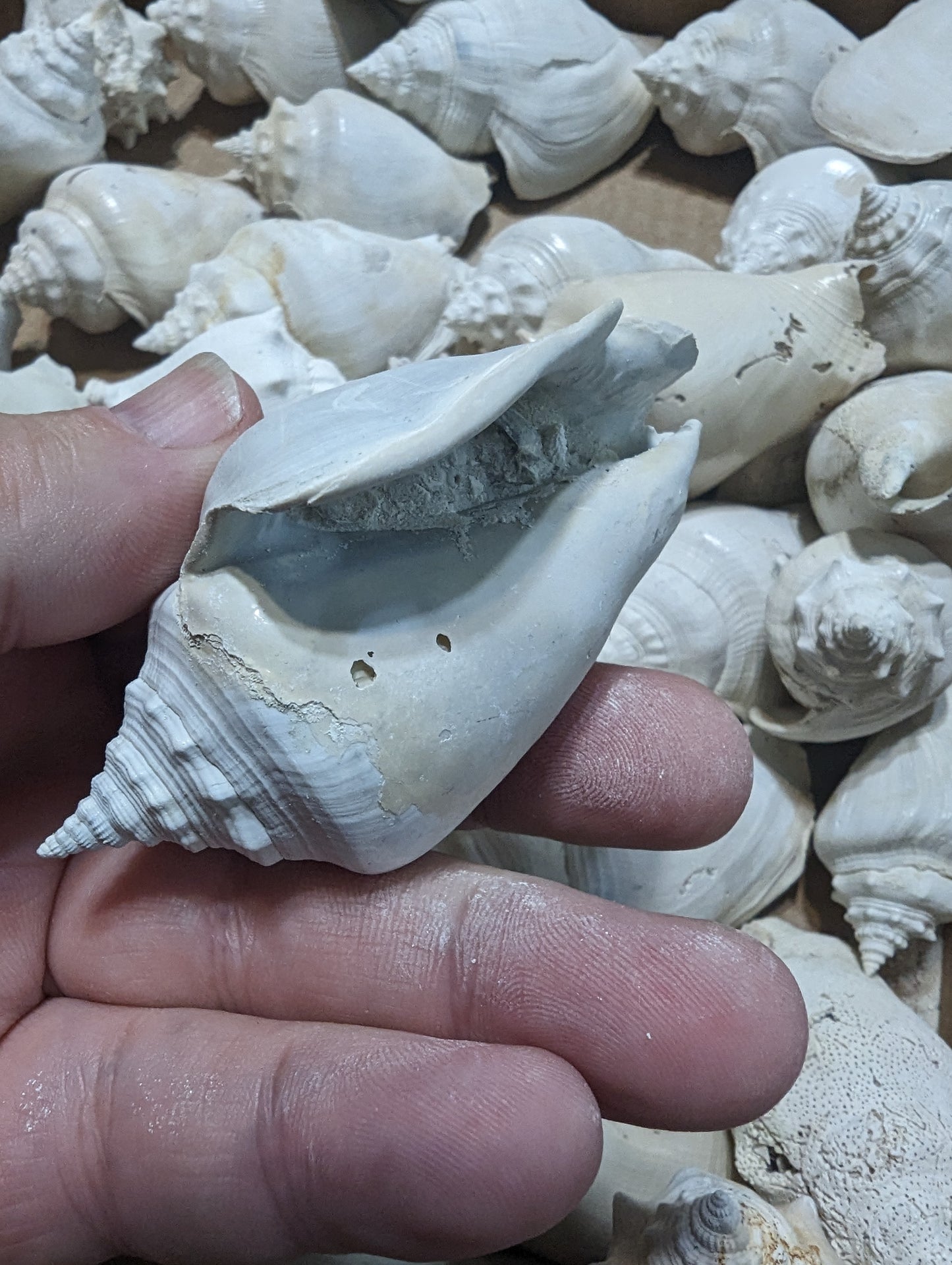 Fossilized Conch Shell 3-4 inch