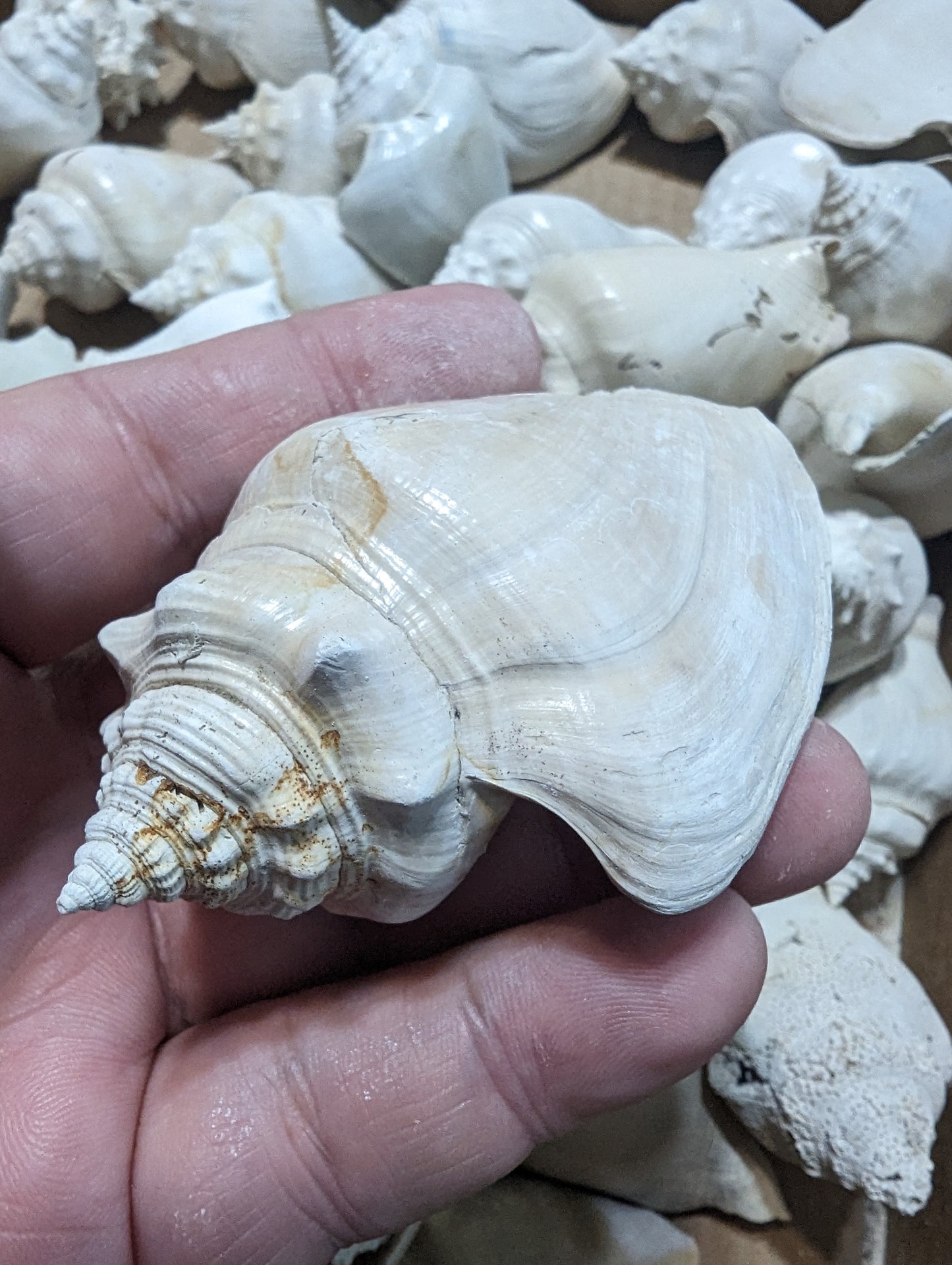 Fossilized Conch Shell 3-4 inch