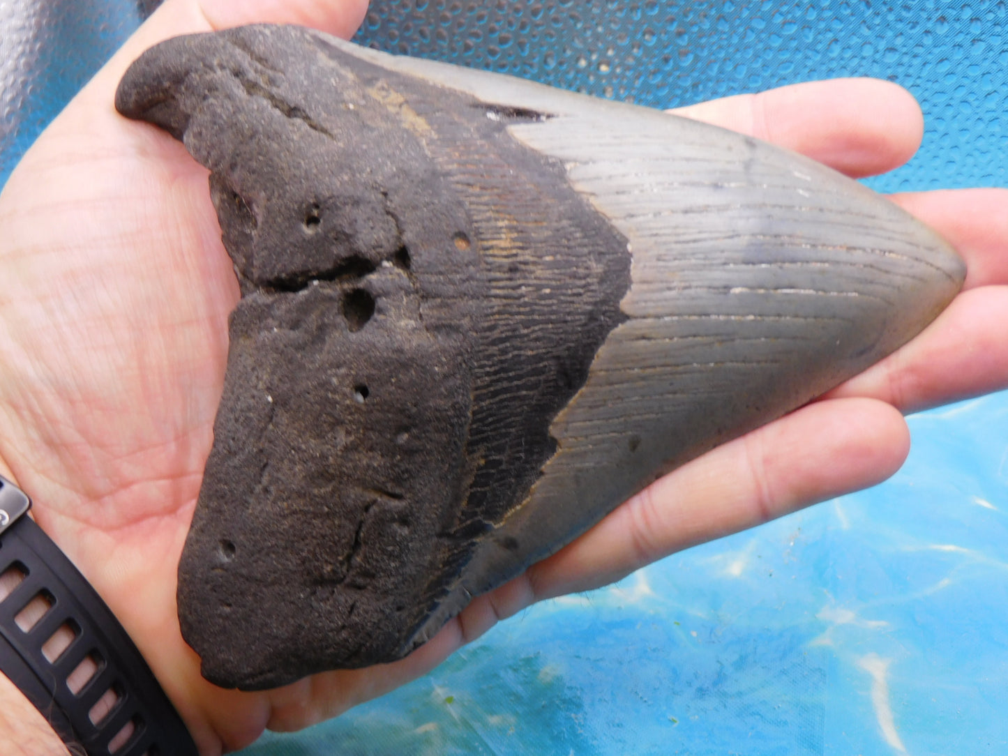 Massive 5.92 in MEG